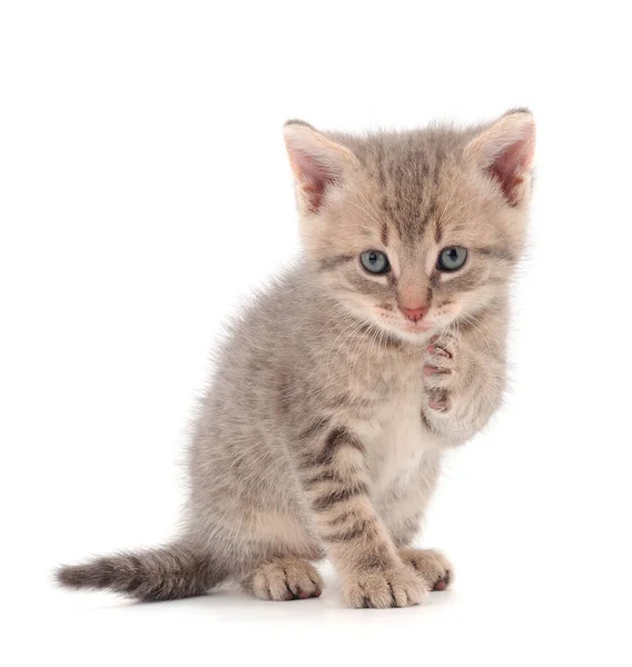 Small Gray Kitten White Background — Stock Photo, Image