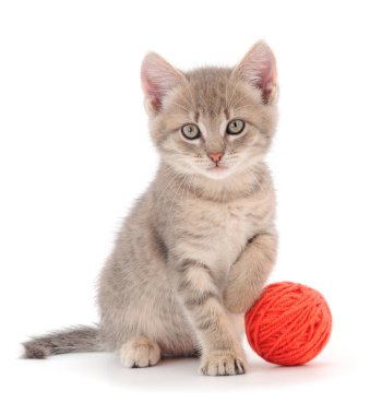 Küçük kedi yavrusu beyaz arka planda izole edilmiş bir iplik yumağıyla oynuyor..