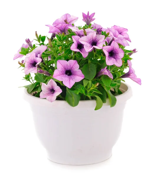 Beyaz bir arka planda izole bir tencerede duran bir buket çiçek sülfinisi.. 