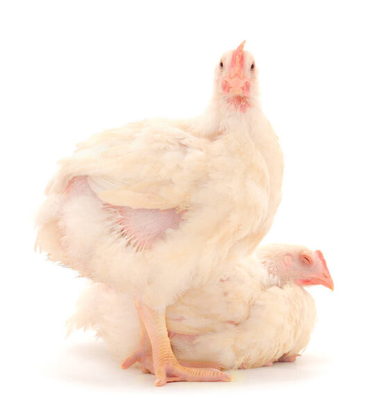 Two chicken or young broiler chickens on isolated white background.