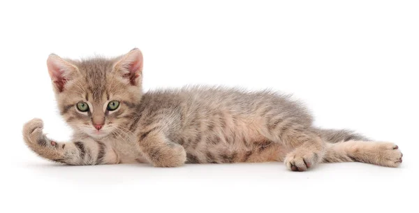 Little Gray Kitten Lies White Background — Stock Photo, Image