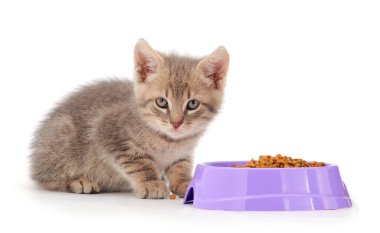 Küçük kedi yavrusu bembeyaz bir kaseden yiyor..