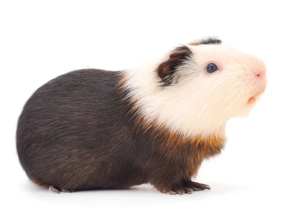 Guinee Varken Geïsoleerd Witte Achtergrond Grappig Cavia — Stockfoto