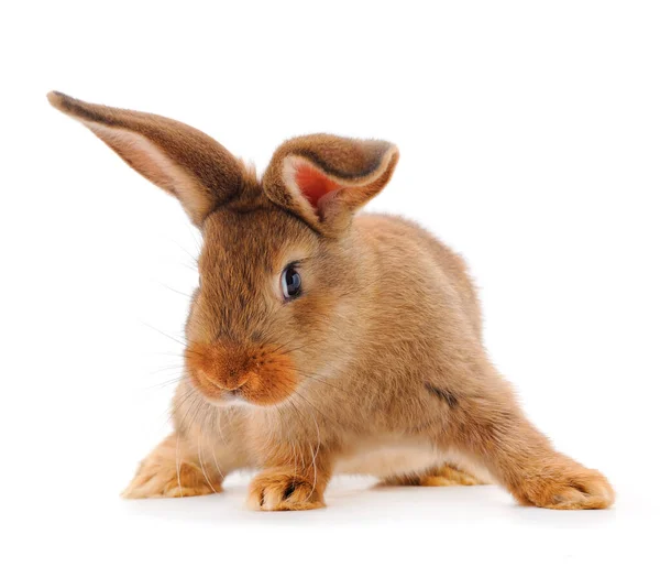 Braunes Kaninchen Isoliert Auf Weißem Hintergrund — Stockfoto