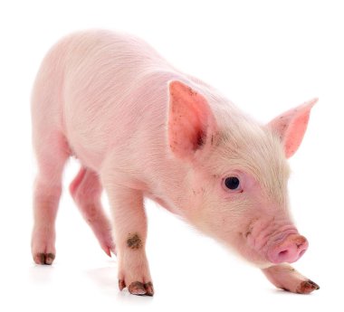 Beyaz arka planda izole edilmiş küçük pembe domuz..