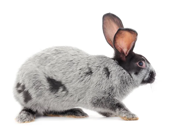 Conejo Gris Aislado Sobre Fondo Blanco — Foto de Stock