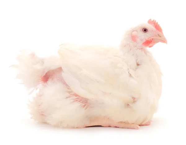 Huhn Oder Junge Masthähnchen Auf Isoliertem Weißen Hintergrund — Stockfoto