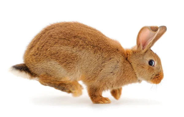 Lapin Brun Isolé Sur Fond Blanc — Photo