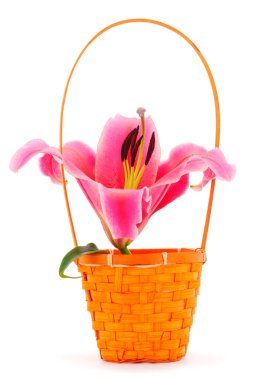 Beyaz arka planda izole edilmiş bir hediye sepetinde pembe zambaklar..