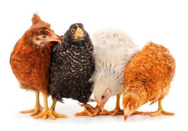 Beyaz arka planda izole edilmiş dört genç tavuk.