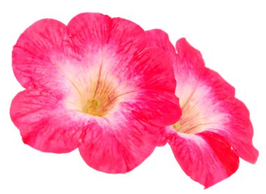 Beyaz arkaplanda izole edilmiş pembe çiçek sülfinisi. 