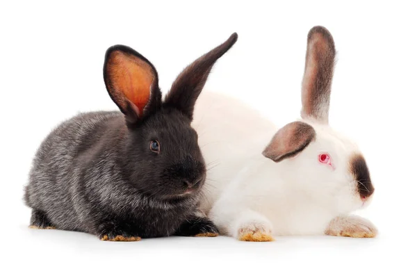 Dos Conejos Aislados Sobre Fondo Blanco —  Fotos de Stock