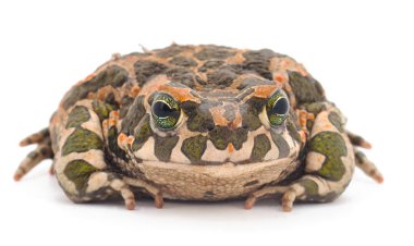 Beyaz arkaplan önünde Su Kurbağası.