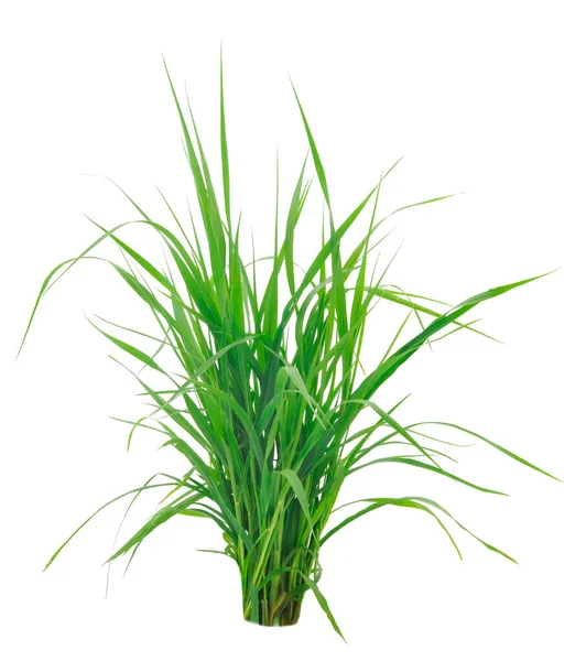 Bunch Van Vers Groen Gras Geïsoleerd Witte Achtergrond — Stockfoto