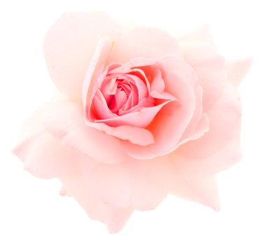 Dal üzerinde pembe gül çiçeği ve beyaz arkaplanda izole edilmiş yaprak.