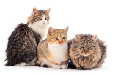 Beyaz arka planda üç ev kedisi.