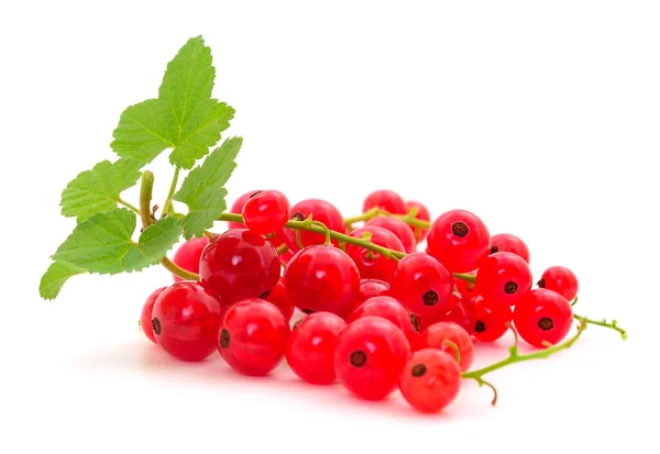 Rode Bessen Fruit Met Blad Takjes Geïsoleerd Witte Achtergrond — Stockfoto