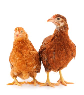 Beyaz arka planda izole edilmiş iki genç kahverengi tavuk..