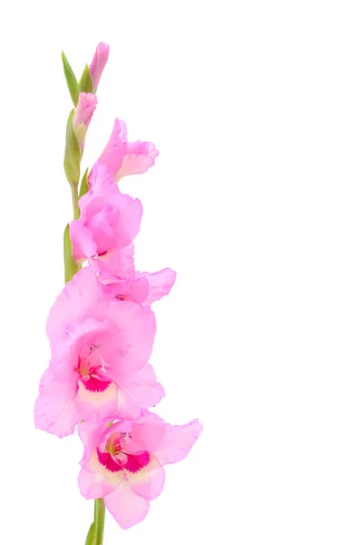 Bellissimo Fiore Rosa Gladiolo Isolato Sfondo Bianco Bianco Biglietto Congratulazioni — Foto Stock