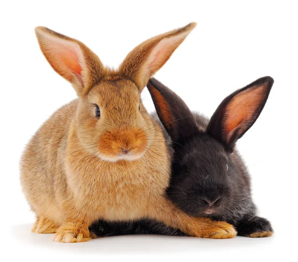 Twee Konijnen Geïsoleerd Een Witte Achtergrond — Stockfoto