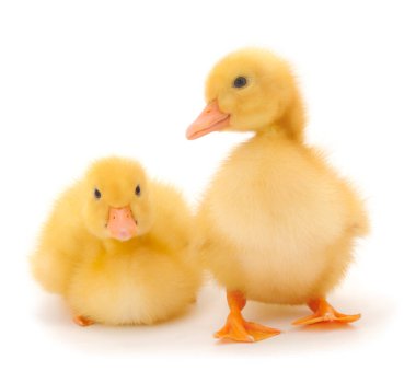 Küçük şirin ördek yavrusu beyaz arka planda tek başına duruyor..