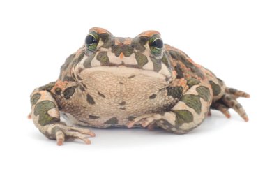 Beyaz arkaplan önünde Su Kurbağası.