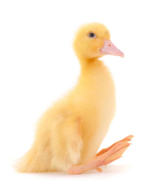 Little Cute Duckling Standing Isolated White Background — Stock Photo, Image
