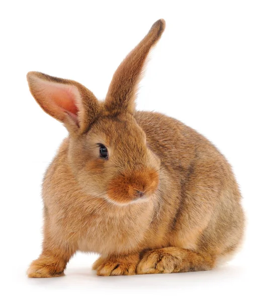 Beyaz Arka Planda Izole Edilmiş Kahverengi Tavşan — Stok fotoğraf