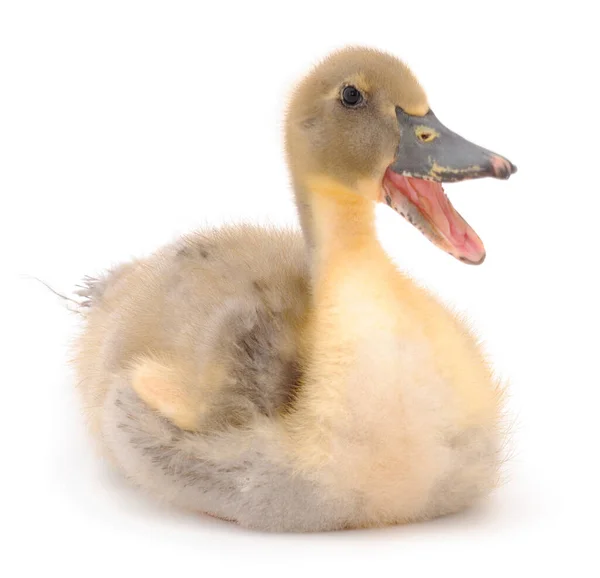 Jeune Canard Mignon Isolé Sur Fond Blanc — Photo