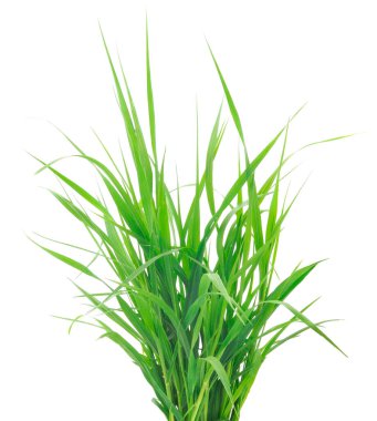 Beyaz arka planda izole edilmiş taze yeşil çimenler.. 