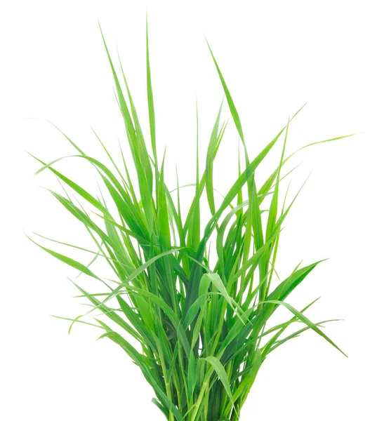 Beyaz arka planda izole edilmiş taze yeşil çimenler.. 