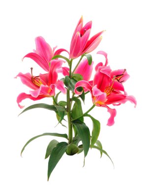 Beyaz arka planda izole edilmiş bir buket kırmızı zambak..