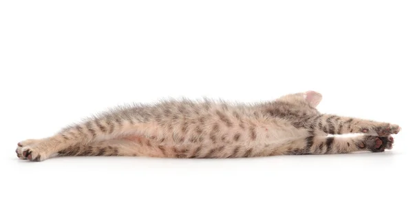 Pequeño Gatito Gris Acostado Sobre Fondo Blanco — Foto de Stock