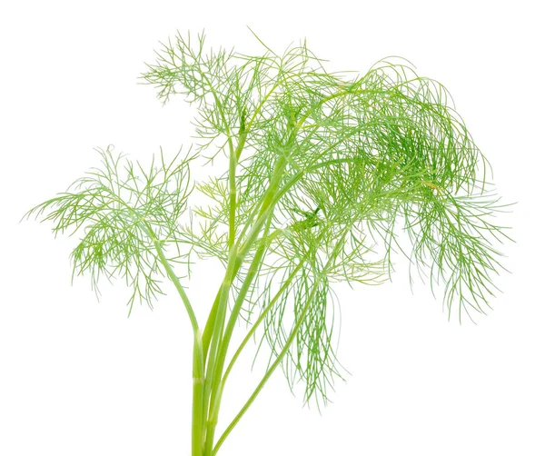 Close Shot Branch Fresh Green Dill Herb Leaves Isolated White — Stock Photo, Image