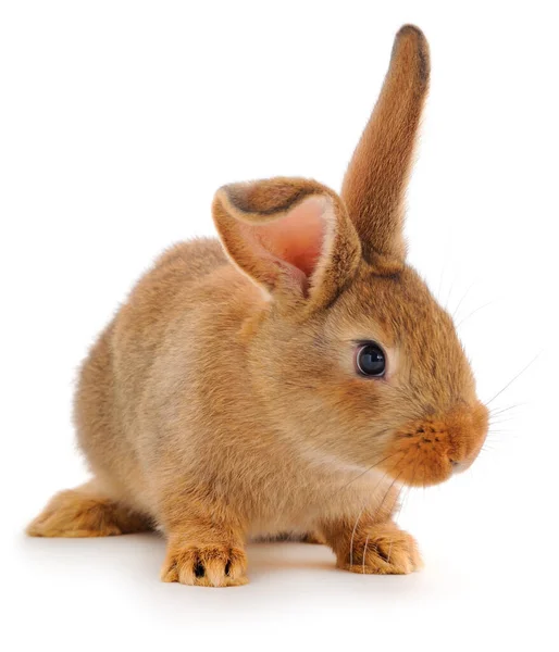 Braunes Kaninchen Isoliert Auf Weißem Hintergrund — Stockfoto