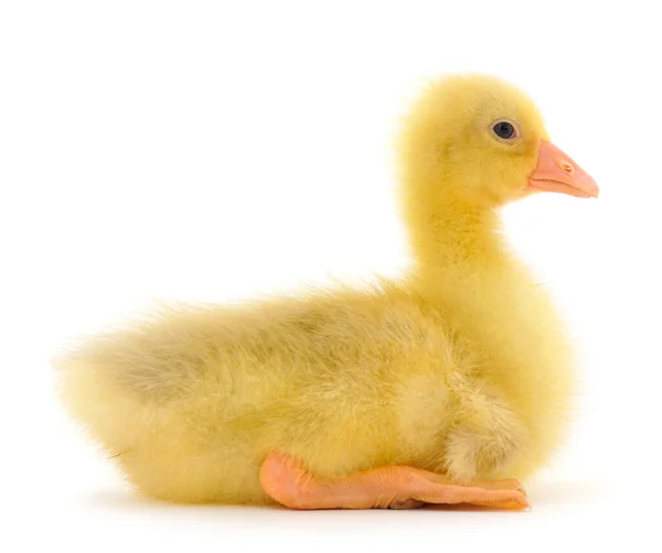 Pequeño Gosling Aislado Sobre Fondo Blanco — Foto de Stock