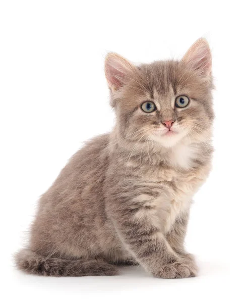 Pequeño Gatito Gris Sobre Fondo Blanco —  Fotos de Stock