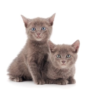 Beyaz arka planda iki küçük gri kedi yavrusu.