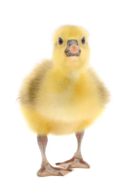 Petit Gosling Isolé Sur Fond Blanc — Photo