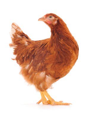 Genç kahverengi tavuk beyaz arka planda izole edildi.