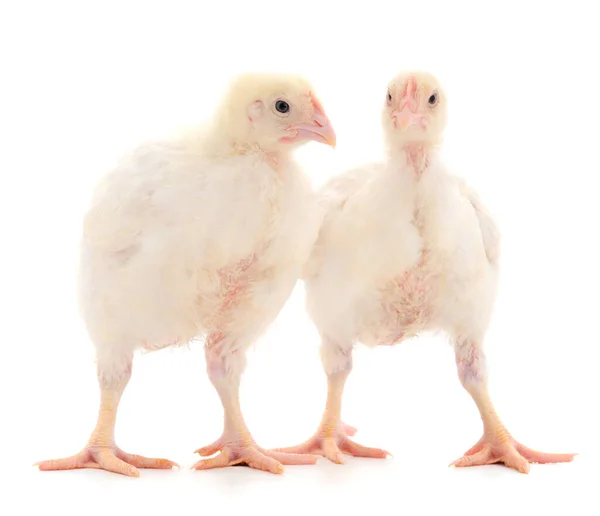 Dos Pollos Pollo Pollos Engorde Jóvenes Sobre Fondo Blanco Aislado —  Fotos de Stock