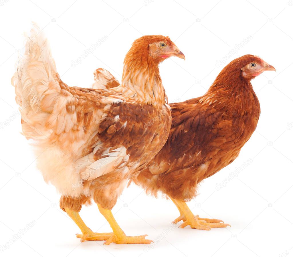 Two young brown hen isolated on white background.