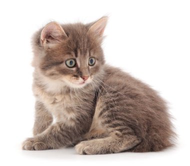 Beyaz arka planda küçük gri kedi yavrusu.