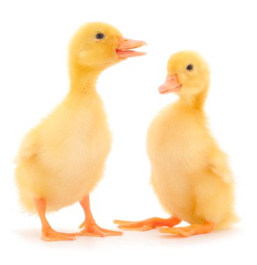 Küçük şirin ördek yavrusu beyaz arka planda tek başına duruyor..