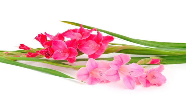 Bellissimo Fiore Rosa Gladiolo Isolato Sfondo Bianco Bianco Biglietto Congratulazioni — Foto Stock