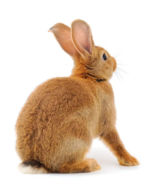 Коричневый Кролик Изолирован Белом Фоне — стоковое фото