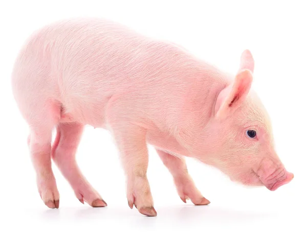 Pequeno Porco Rosa Que Está Isolado Fundo Branco — Fotografia de Stock