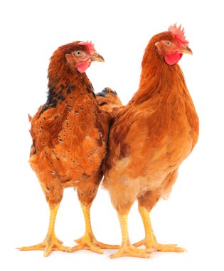 Beyaz arka planda izole edilmiş iki genç kahverengi tavuk..