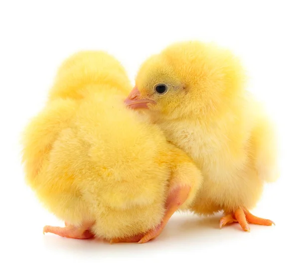 Две Желтые Курицы Изолированы Белом Фоне — стоковое фото