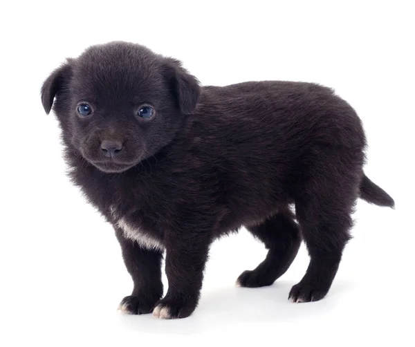 Siyah Köpek Yavrusu Beyaz Arka Planda Izole Edilmiş — Stok fotoğraf